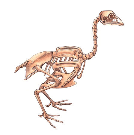 Chicken Skeleton