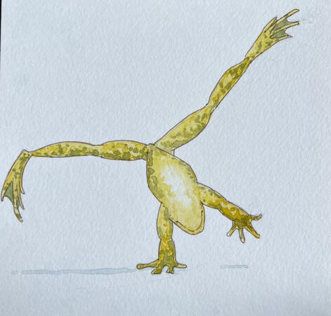 Cartwheeling frog