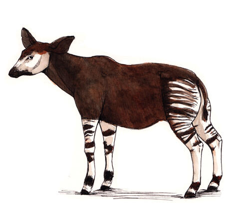 Okapi